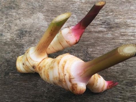 Galangal Substitute: Top Alternatives for Your Recipes - Northern Nester