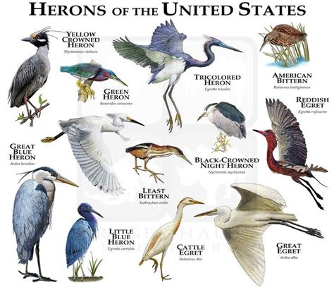 Herons of the United States Poster Print/Field Guide | Etsy in 2021 | United states posters ...