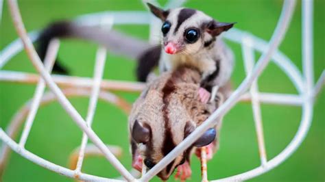 Sugar Glider Toys: 15 Ideas and How to Make Them – All Small Pets