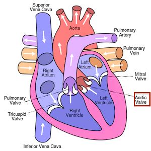 Aortic Semilunar Valve | Location, Structure & Function - Lesson | Study.com