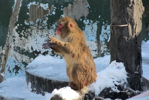 Hot-Tubbing Monkeys | Annual Events Schedule | Travel Hakodate