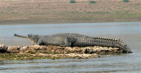 Gandak River in Bihar Becomes 3rd Breeding Ground For Gharials HD wallpaper | Pxfuel