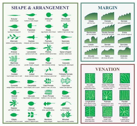 Common Garden Weeds Identification