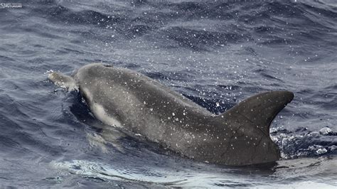 Whale watching in São Miguel and Pico Islands – Azores Whales