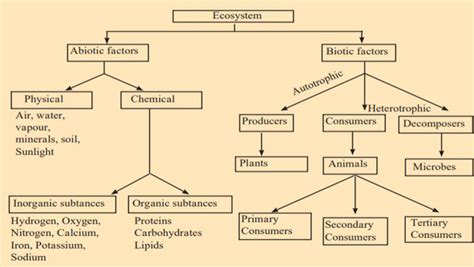 what is an ecosystem? Name the components of ecosystem - Brainly.in