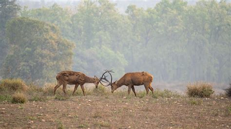 Things to do in Kanha National Park for encountering the best Flora & Fauna