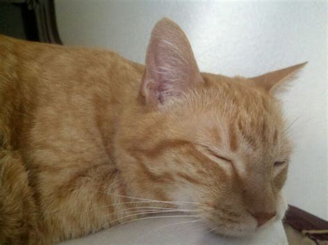 Orange Tabby Cat Sleeping... adorable "Tiger" | Orange tabby cats, Orange cats, Cat sleeping