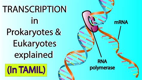 DNA Transcription in Prokaryotes and Eukaryotes | Class 12 NCERT ...