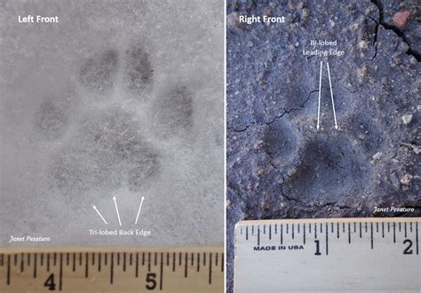 Bobcat Tracks and Trail Patterns - Winterberry Wildlife