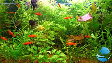 How To Grow Healthy Aquarium Plants - AquaLifeTank