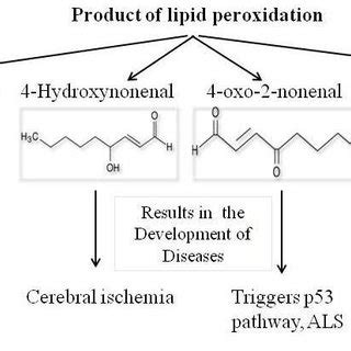 Lipid peroxidation products like Malondialdehyde, | Download Scientific ...