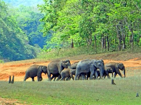 Periyar National Park | Periyar national park Timings | Times of India Travel