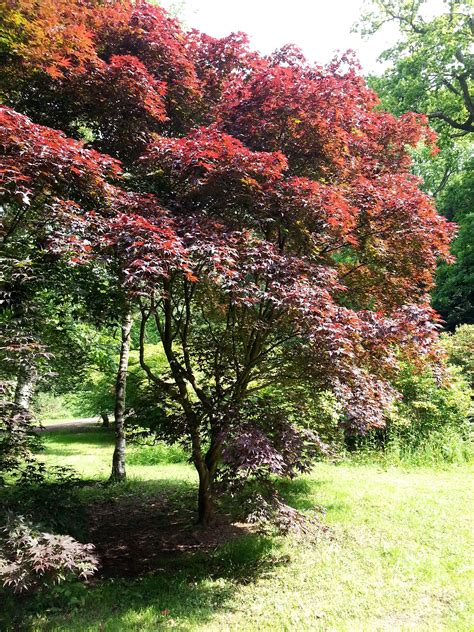 Acers, acers, everywhere! Arboretum, Woodland, Tree Trunk, Country ...