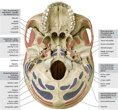 Skull anatomy, Human skeleton anatomy, Anatomy