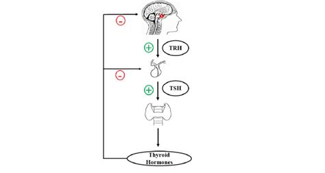 Shematic representation of HPT axis HPT:... | Download Scientific Diagram