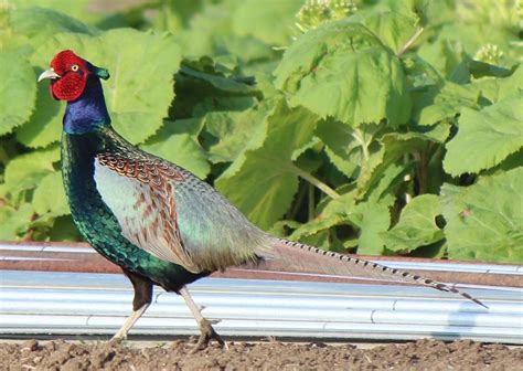 Green pheasant - Wikipedia, the free encyclopedia | National animal, National bird of japan ...