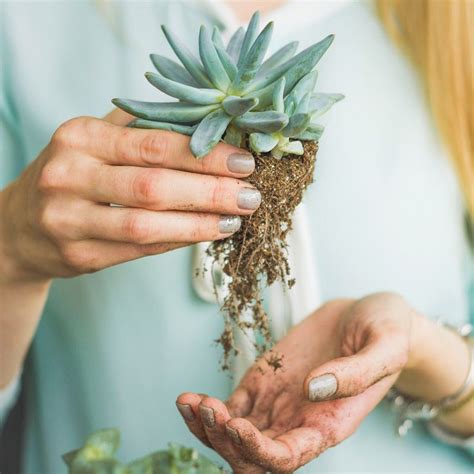 A Guide to Repotting Succulents | Succulent care, Bonsai soil, Succulents