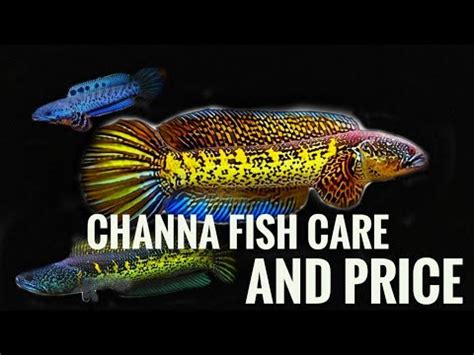 Channa Fish Care And Prices. Snake Head Fish Care. Channa Barca Fish Care and Price. Snakehead ...