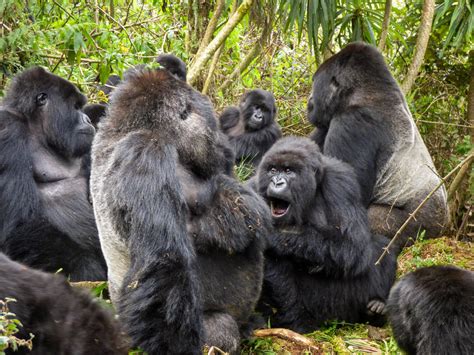 5TF: 5 Things About Gorilla Social Groups - Dian Fossey Gorilla Fund