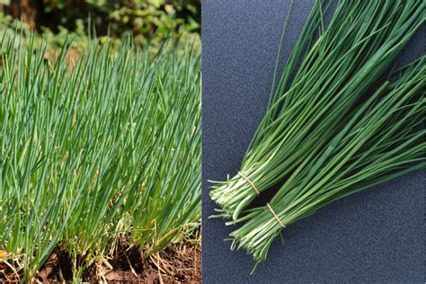 How to grow chives at home the complete guide - Tehila Deutsch Hacking Life