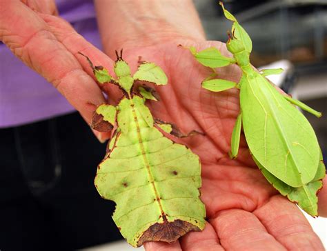 Moving Leaf Insects | Moving Leaf Insects are found all over… | Flickr