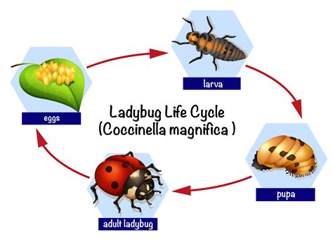 Life Cycle Of A Ladybug