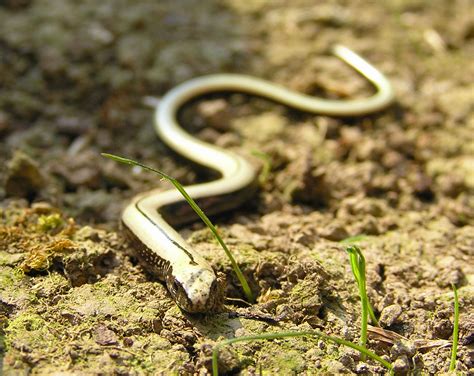 Species of UK: Week 12: Slow Worm (Anguis fragilis)