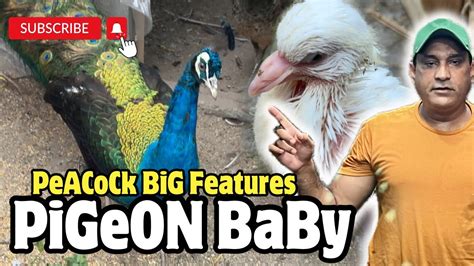 Baby pigeon care | Peacock Breeder Pair | Baby Pigeon Growth - YouTube