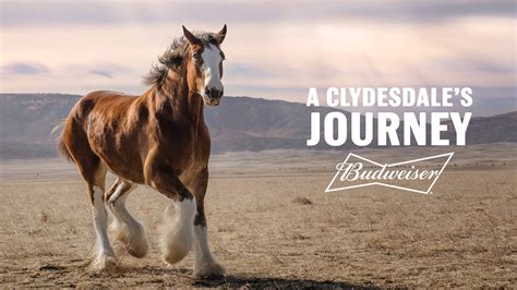 Super Bowl commercials 2022: Clydesdales give hope in Budweiser return