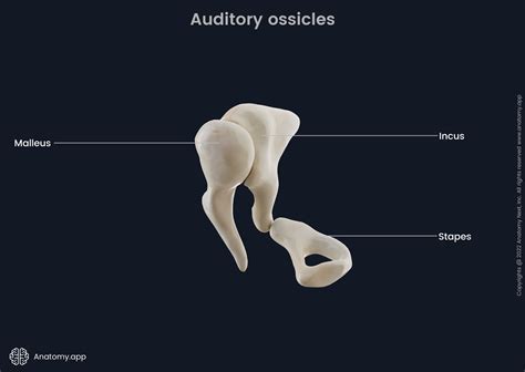 Auditory ossicles | Encyclopedia | Anatomy.app | Learn anatomy | 3D ...