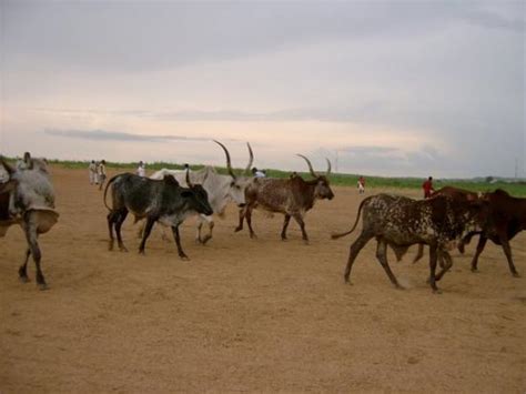 Gombe Pictures - Traveler Photos of Gombe, Gombe State - Tripadvisor