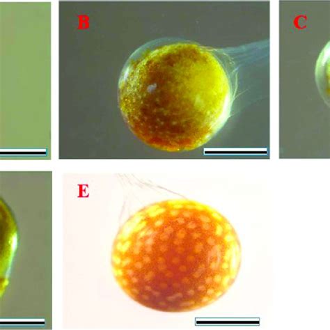 Morphological abnormalities of Procambarus clarkii embryos exposed to ...