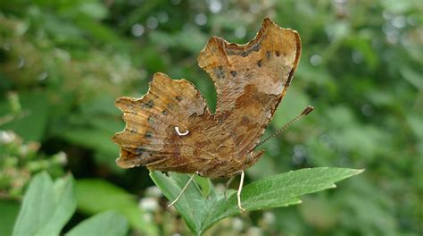 Comma butterfly. | Animals, Wildlife, Pets