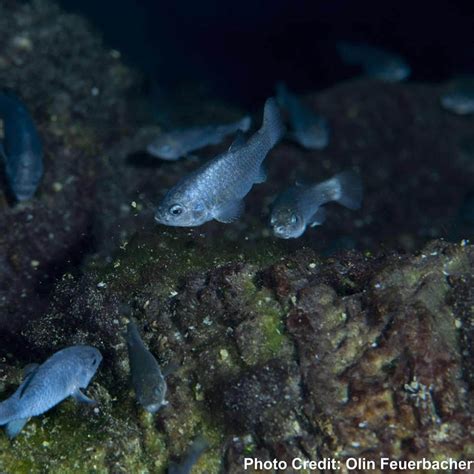 First Successful Breeding of Devils Hole Pupfish - AMAZONAS Magazine