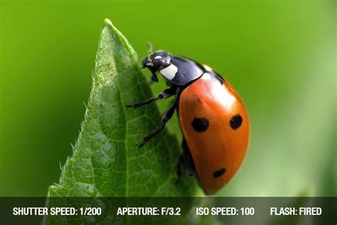 Photographing Insects | Close-up Photography Tips