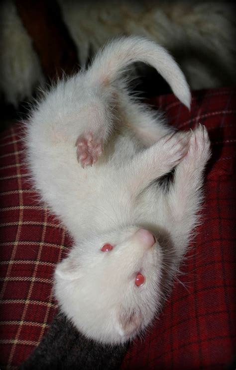 Albino ferret :D http://www.pinterest.com/pin/83035186853947309/ Baby Ferrets, Cute Ferrets ...