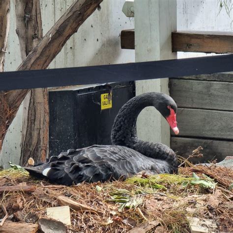 Swan nesting at The Boatbuilders Yard, South Wharf : r/melbourne