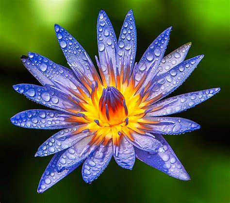 Nymphaea caerulea, also known as the Blue Egyptian water lily or sacred blue lily by .Asher Jr ...