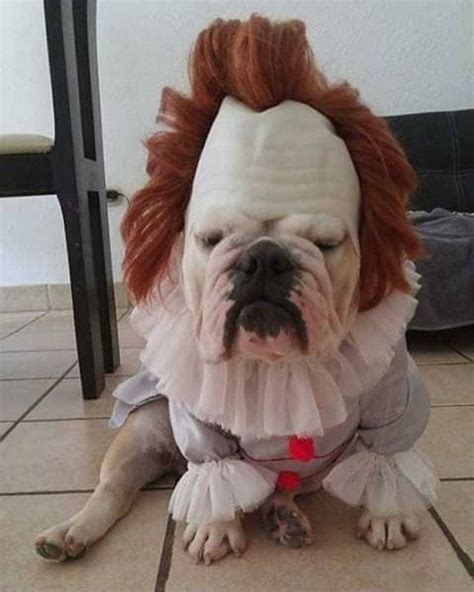 Best halloween costume! 🐶 | Cute dog costumes, Dog costumes funny, Cute puppies