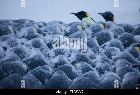 Emperor penguin (Aptenodytes forsteri) huddle in snow, Antarctica, May Stock Photo - Alamy