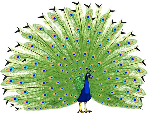 Peacock PNG Transparent Images - PNG All