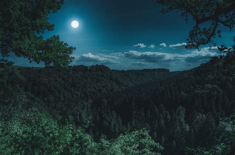 2560x1700 Dark Night Forest View 5k Chromebook Pixel HD 4k Wallpapers, Images, Backgrounds ...