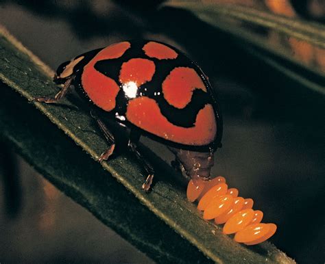 Temperate Climate Permaculture: Beneficial Insects: Ladybugs