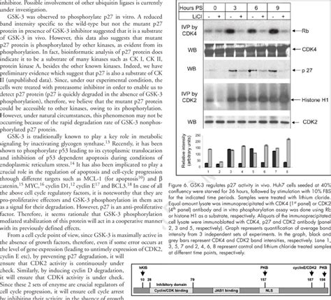 Schematic illustration of p27 protein and the kinases that ...