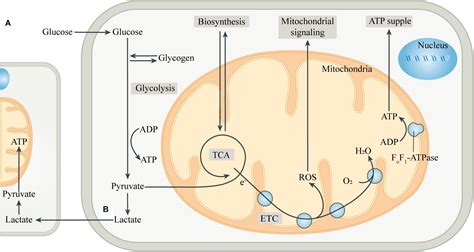 Frontiers | Output Regulation and Function Optimization of Mitochondria in Eukaryotes