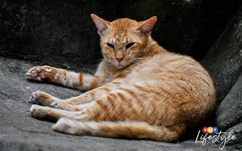 Meet Oyen, Zoo Negara’s famed capybara cat | FMT