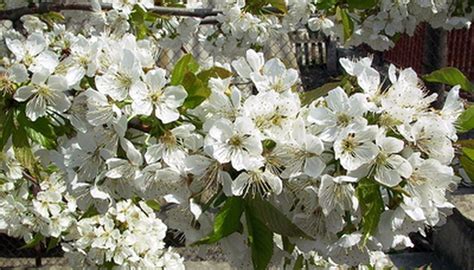 About Flowering Pear Trees | Garden Guides