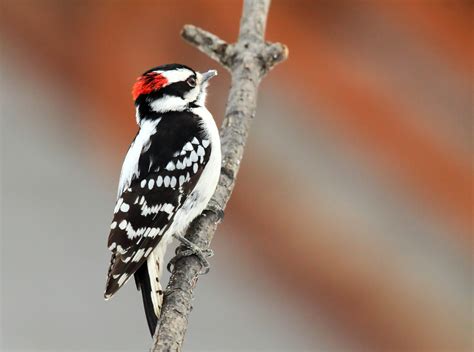 Bird of the Week: Downy Woodpecker – Travis Audubon