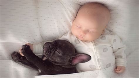 Babies Sleeping With Puppies, Cats And Dogs - Cutest Video Challenge - So Sweet! - YouTube