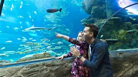 SEA LIFE London Aquarium | Tickets, facts, deals and general info – Time Out